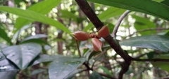 Paypayrola blanchetiana
