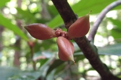 Paypayrola blanchetiana