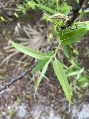 Salix