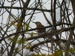 Cantorchilus superciliaris