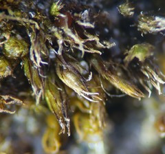 Bryum klinggraeffii