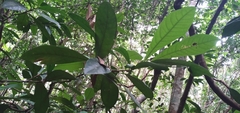 Paypayrola blanchetiana