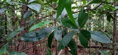 Paypayrola blanchetiana