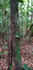 Paypayrola blanchetiana