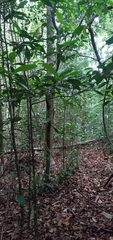 Paypayrola blanchetiana