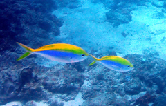 Caesio xanthonota