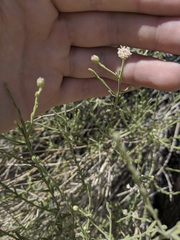 Baccharis brachyphylla