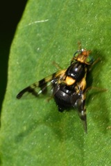 Rhagoletis cerasi