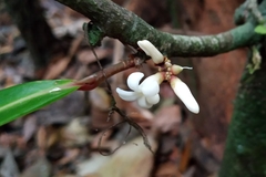 Paypayrola blanchetiana