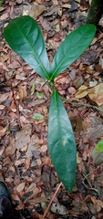 Paypayrola blanchetiana