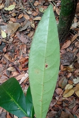 Paypayrola blanchetiana