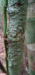 Paypayrola blanchetiana