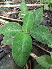 Episcia reptans