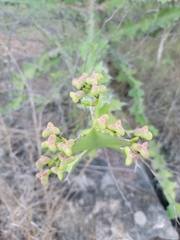 Euphorbia bussei