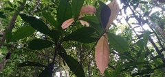 Paypayrola blanchetiana