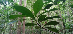 Paypayrola blanchetiana