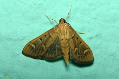Herpetogramma rudis