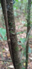 Paypayrola blanchetiana