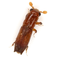 Euplatypus parallelus