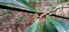 Paypayrola blanchetiana
