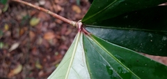 Paypayrola blanchetiana