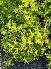 Syntrichia montana