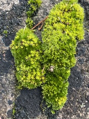 Syntrichia montana