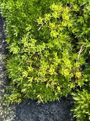 Syntrichia montana