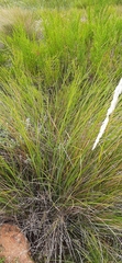 Capeochloa cincta cincta