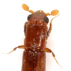 Euplatypus parallelus