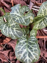 Arum italicum italicum