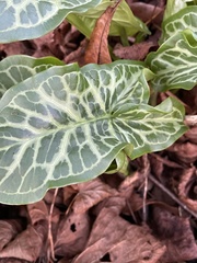 Arum italicum italicum
