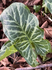 Arum italicum italicum