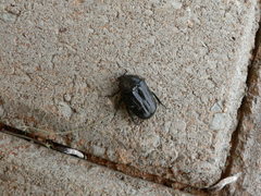 Oplostomus fuligineus