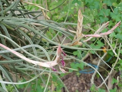 Tillandsia baileyi