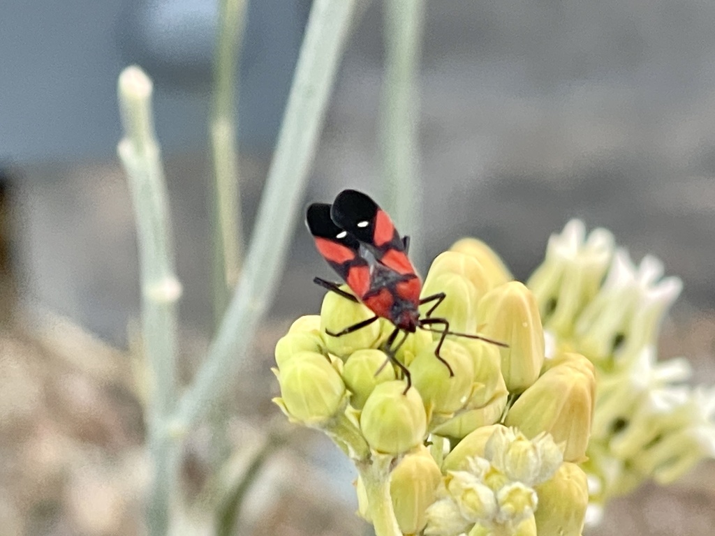 Oncopeltus sanguinolentus