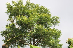 Simarouba