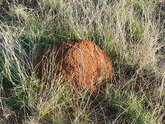 Trinervitermes trinervoides