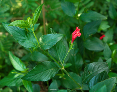 Ruellia angustiflora
