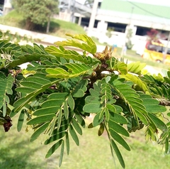 Calliandra