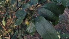 Euonymus nitidus