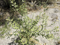 Lepidium lasiocarpum