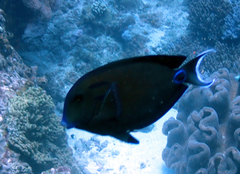 Acanthurus tennentii