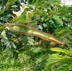 Calliandra