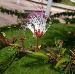 Calliandra