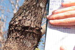 Semialarium mexicanum