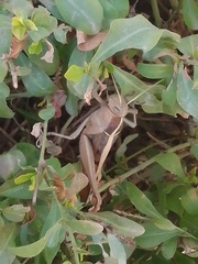 Acanthacris ruficornis