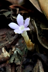 Voyria caerulea