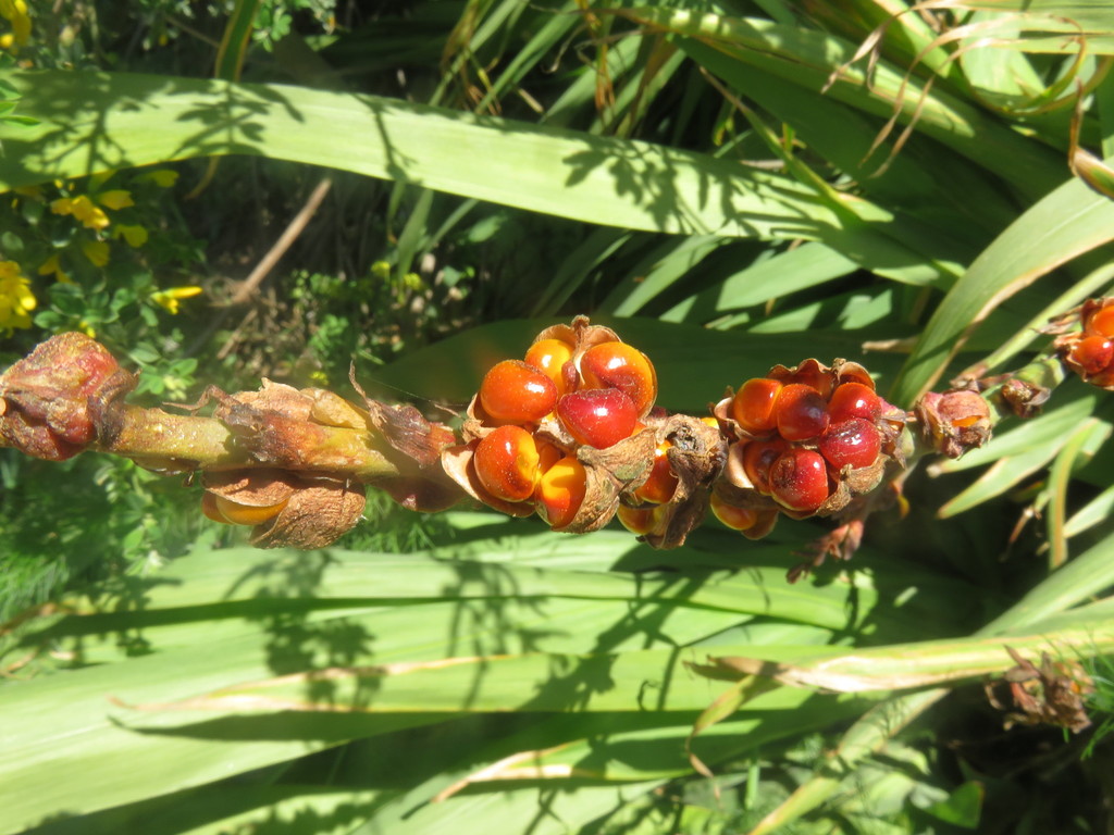 Chasmanthe floribunda, Concepcion, Bío Bío, Chile, by avilezbf