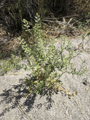 Lepidium lasiocarpum